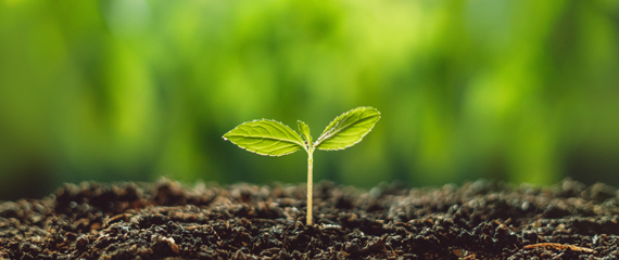 Tanaman di dalam tanah