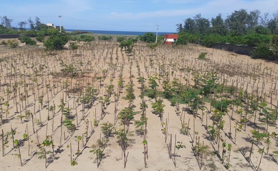3.000 pohon ditanam di Mahabalipuram, Tamil Nadu